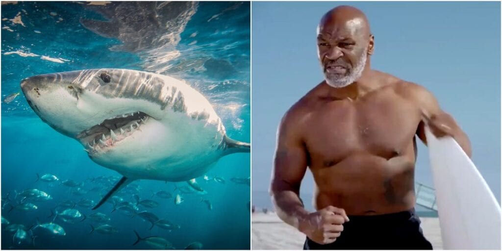 tyson shark